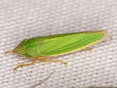 Draeculacephala angulifera