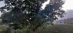 Alstonia scholaris