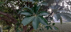 Alstonia scholaris