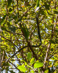 Dispholidus typus typus