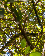 Dispholidus typus typus