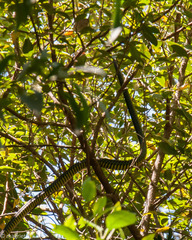 Dispholidus typus typus