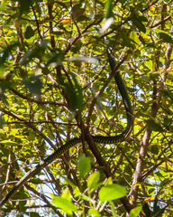 Dispholidus typus typus