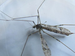 Austrolimnophila argus