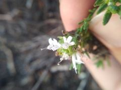 Thymus camphoratus