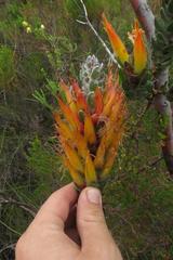 Mimetes pauciflorus