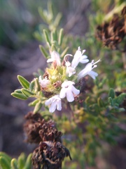 Thymus camphoratus