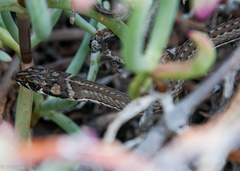 Psammophis notostictus