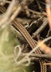 Psammophis notostictus