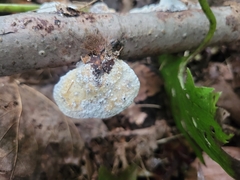 Skeletocutis semipileata