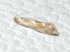 Philonome clemensella