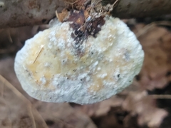 Skeletocutis semipileata