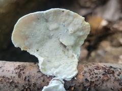 Skeletocutis semipileata