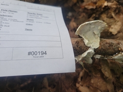 Skeletocutis semipileata