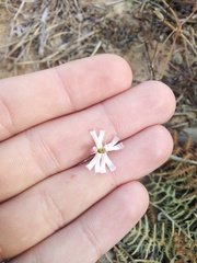 Silene portensis