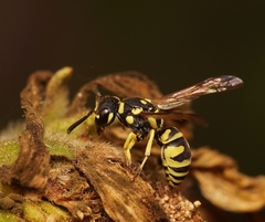 Stenodynerus anormis