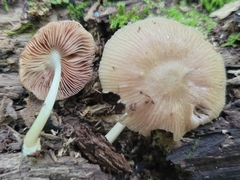 Pluteus septocystidiatus