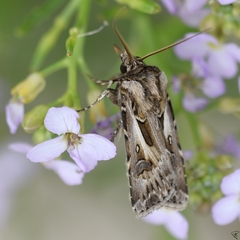 Agrotis vestigialis