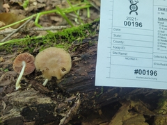 Pluteus septocystidiatus