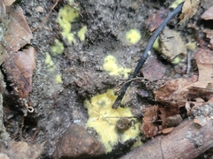 Pachyphlodes annagardnerae