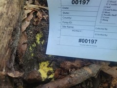 Pachyphlodes annagardnerae