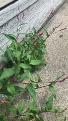 Persicaria longiseta