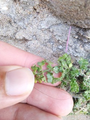 Daucus carota halophilus