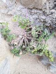 Daucus carota halophilus