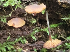 Galerina triscopa
