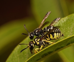 Stenodynerus anormis