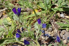 Echium sabulicola