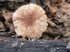 Pluteus seticeps