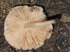 Pluteus seticeps