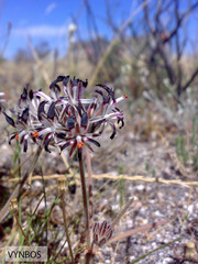Pelargonium auritum auritum