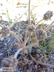 Pelargonium auritum auritum