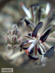 Pelargonium auritum auritum
