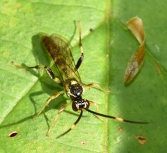 Cratichneumon paratus