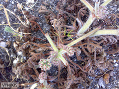 Pelargonium auritum auritum