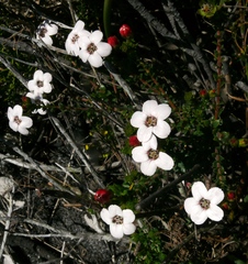 Adenandra brachyphylla