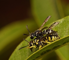 Stenodynerus anormis