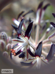 Pelargonium auritum auritum