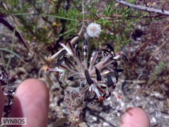 Pelargonium auritum auritum