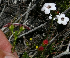 Adenandra brachyphylla