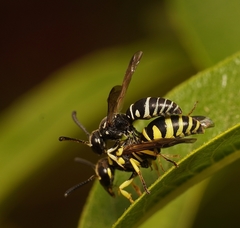 Stenodynerus anormis