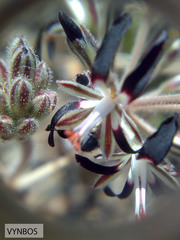 Pelargonium auritum auritum