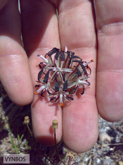 Pelargonium auritum auritum