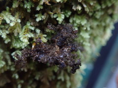 Sticta dendroides