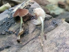 Pluteus seticeps