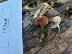 Pluteus seticeps
