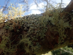 Menegazzia neozelandica